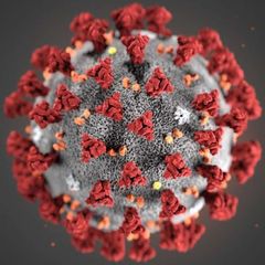 Coronavirus-Ticker SARS-CoV-2, Covid-19 Wuhan aktuell - Pandemie länger überleben durch rechtzeitige Information via Telegram avatar