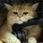 Анекдоты канфешен chat