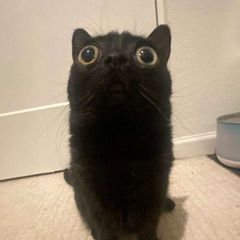 Коробка кицика avatar
