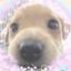 sugar dogs confession![🧁🐶] Avatar
