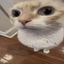 silly cats daily & cf Avatar