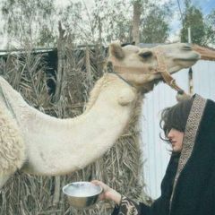 سبيّعي . avatar