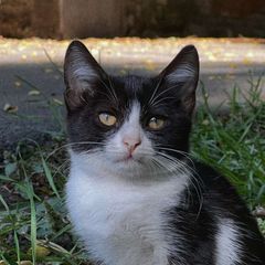 random street kitties. avatar