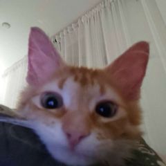 snixwh bro avatar