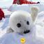 тюлени и нерпы КФ!!//seals confession Avatar