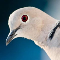 Birds of a Feather avatar