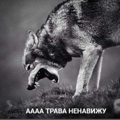 Teen Wolf Confession avatar