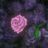 Rose-Scented Letters