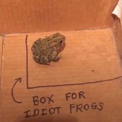 Oh my toads avatar