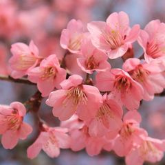 Sakura sekai avatar