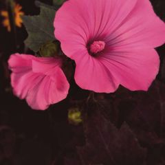 Our Botanical Garden(перезапуск). avatar