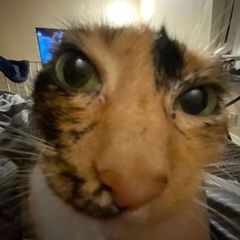 morubot avatar