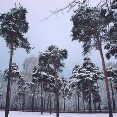 Зелёная Преображенка avatar
