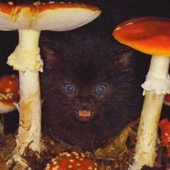 мои сраные кошки avatar