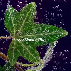 🌱NaturPlus*🌱 avatar