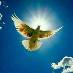 🕊️️صدای مهسا🕊 avatar