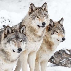 To live with wolves avatar