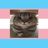 чат 🏳️⚧️• transgender confession | транс кф