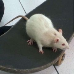 🐁васячка avatar