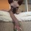 [конкурс на маскота] Sphynx Confession Avatar