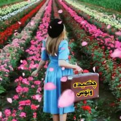 ❤️چکیده ونوس❤️ avatar