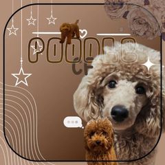 [НАБОР В АДМ] Poodle confession x daily!! avatar