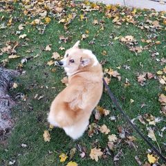 ГлавКоргМаг (Main Corgi Store) avatar
