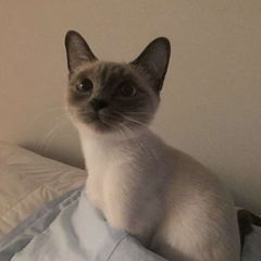 animal confession & daily ! ПОИСК АДМ avatar