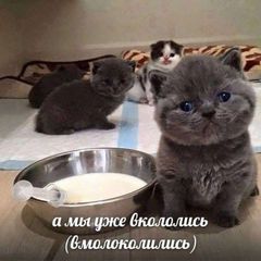 РЕСТ | мемпере📝📍📍 avatar