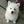 Roumd Doggos and Puppies avatar