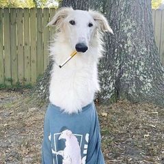 джет avatar