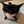 ЗАКРЫТО | midnight meows info avatar