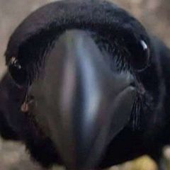 karkar avatar