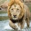 🐆حیات وحش جهان🐅 Avatar
