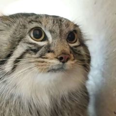 Pallas' cat CONFESSION [🎀😸] avatar