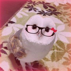 ∼〃♡𝙿𝚊𝚛𝚊í𝚜𝚘𝙳𝚎𝚕𝙱ú𝚑𝚘♡〃∼ avatar
