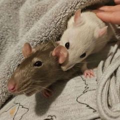 МЫШление форм 🐁🐀 avatar