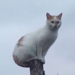 Тут був Оді avatar