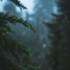 Petrichor avatar