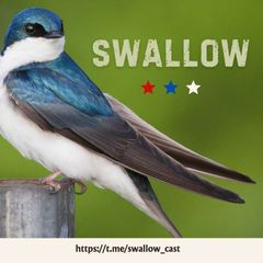 Swallow avatar