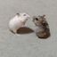 hamster confessions Avatar