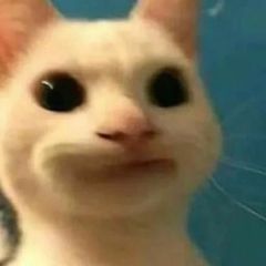 Cat Memes avatar