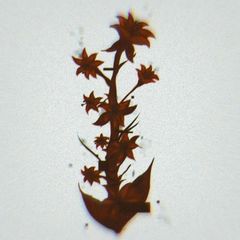 UaC avatar