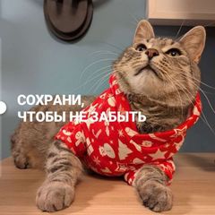 сохрани, чтобы не забыть avatar