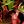 đâ¤ď¸â𩹠sproutcest confession 彥 avatar