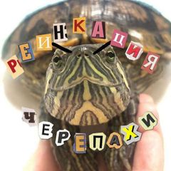 Реинкарнация черепахи avatar