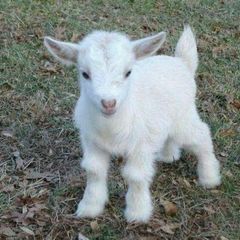 🐐КОЗЫ CONFESSION | GOAT CONFESSION🎀 avatar