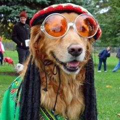 hippies cf ☮🌍 avatar