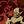 ShadowSpice confession +. . . (non) daily avatar