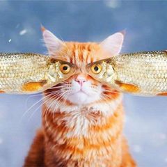 Дайте рыбов! avatar